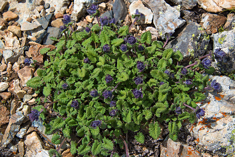 Image of Dracocephalum imberbe specimen.