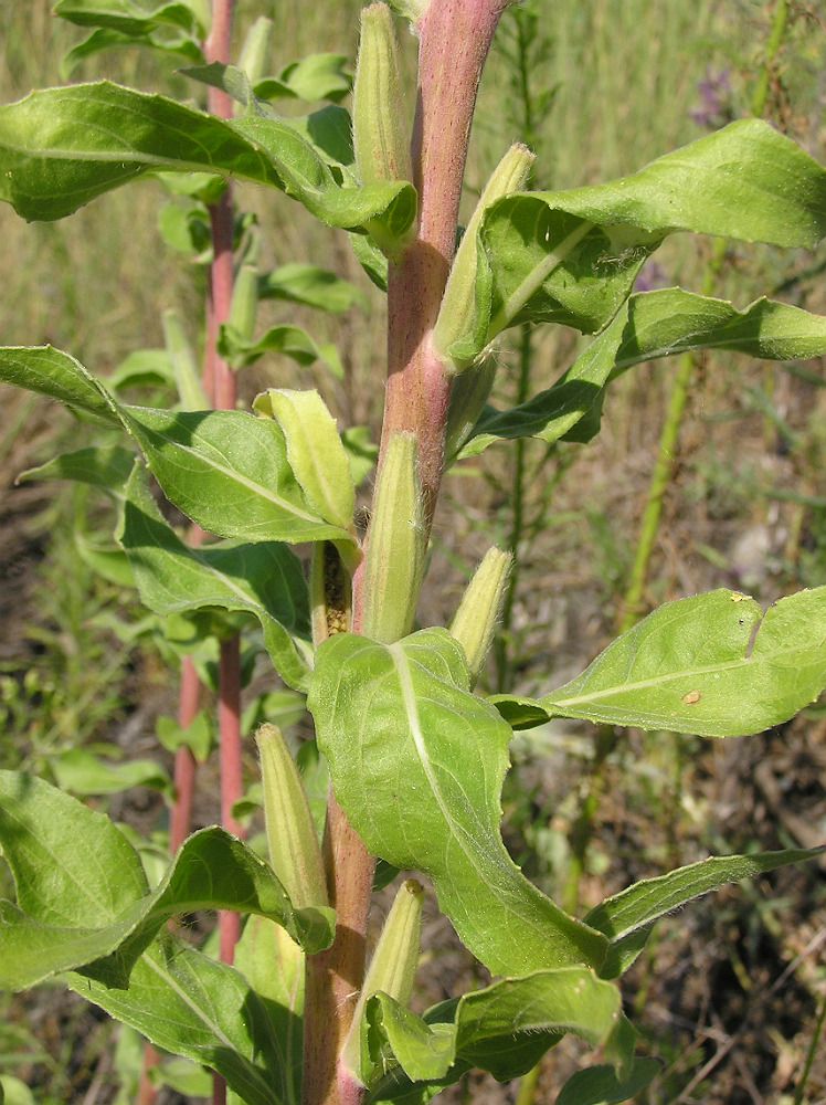 Изображение особи Oenothera depressa.