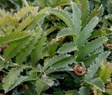 Potentilla