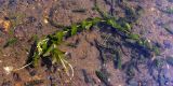 Potamogeton perfoliatus. Цветущее и плодоносящее растение в заводи. Свердловская обл., окр. г. Североуральск. 28.07.2013.