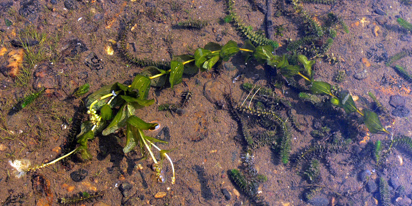 Изображение особи Potamogeton perfoliatus.