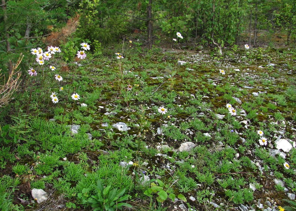 Image of Chrysanthemum zawadskii specimen.