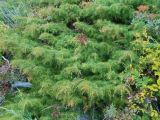 Juniperus subspecies litoralis