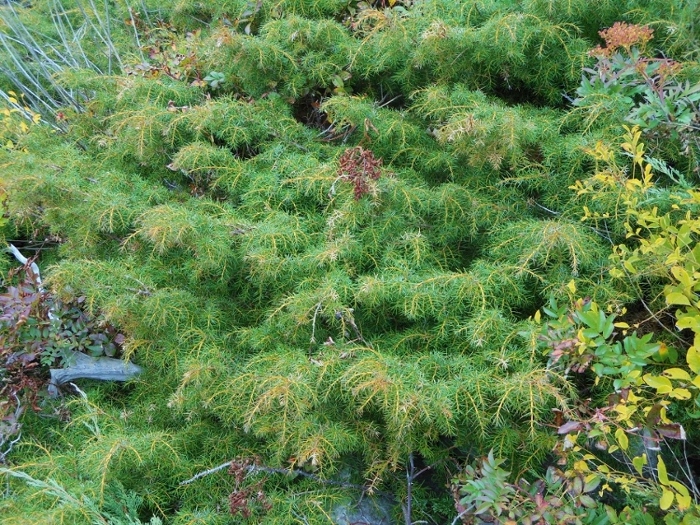 Изображение особи Juniperus rigida ssp. litoralis.