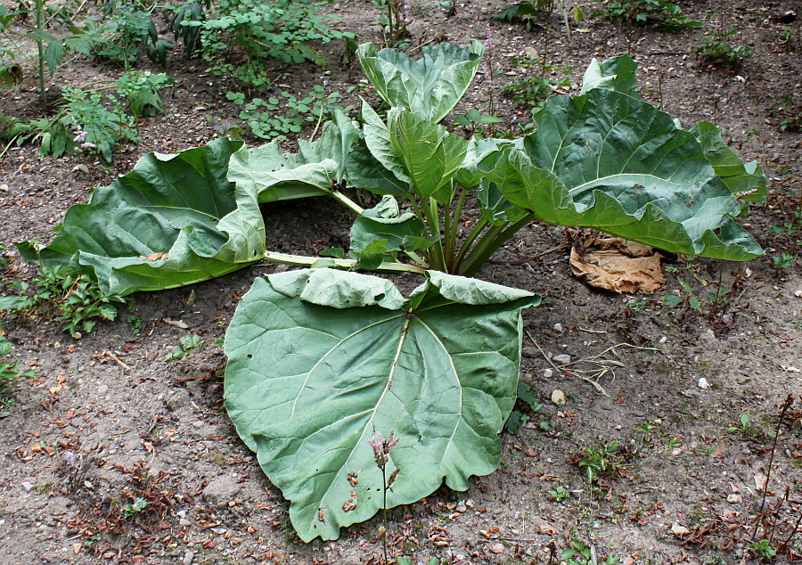 Image of Rheum alexandrae specimen.