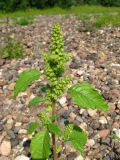 Amaranthus retroflexus. Цветущее растение (верхняя часть). Кемеровская обл., Горная Шория, берег р. Кондома, галечная отмель. 29.07.2008.