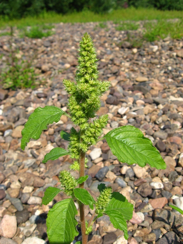 Изображение особи Amaranthus retroflexus.