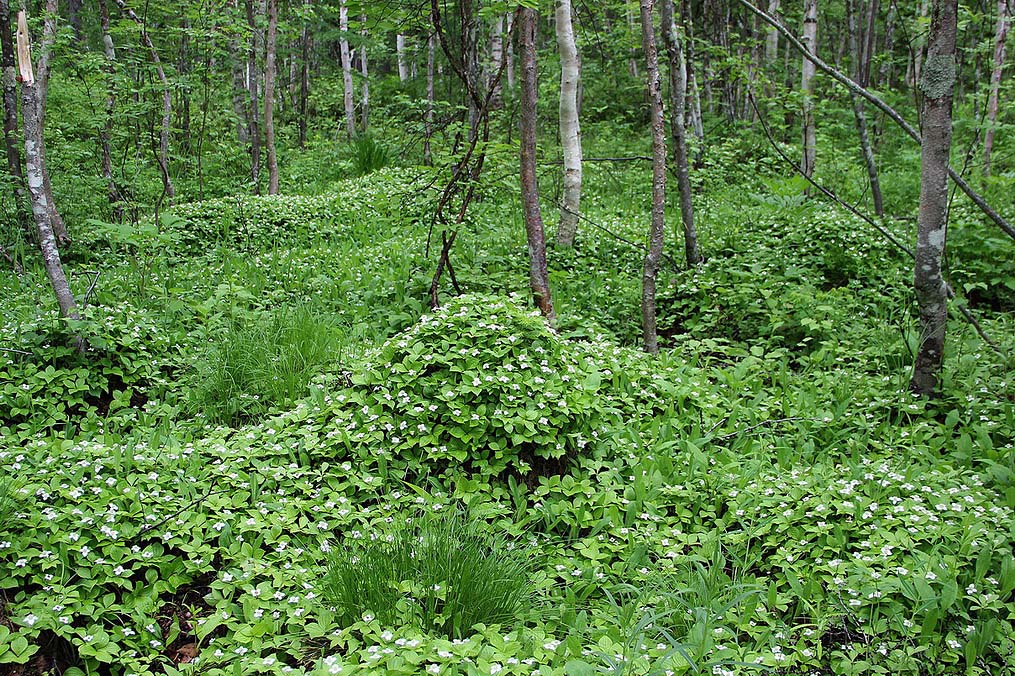 Изображение особи Chamaepericlymenum canadense.