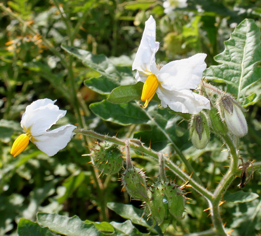 Image of Solanum sisymbriifolium specimen.