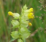 Rhinanthus vernalis