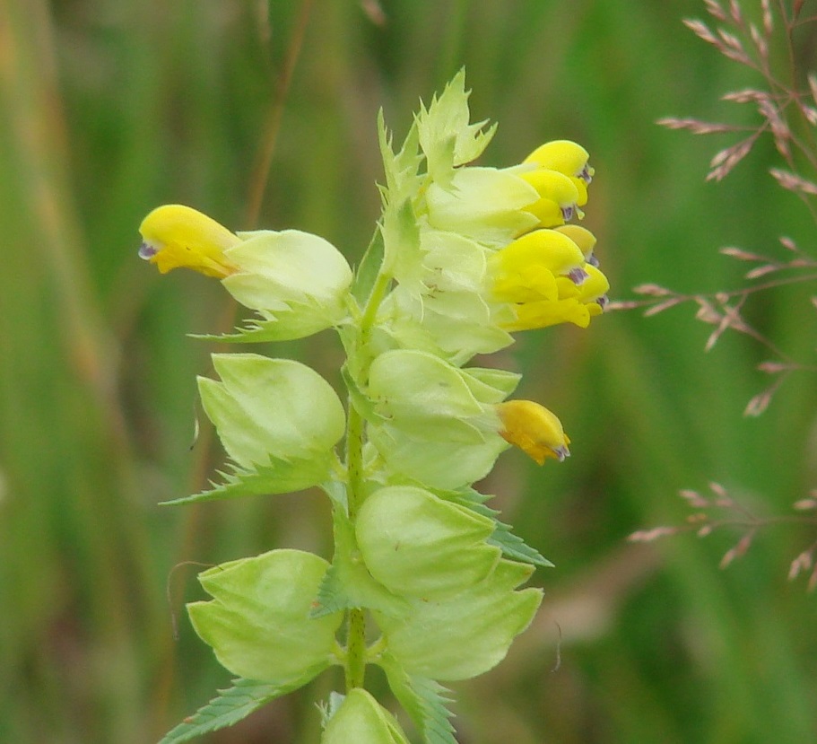 Image of Rhinanthus vernalis specimen.