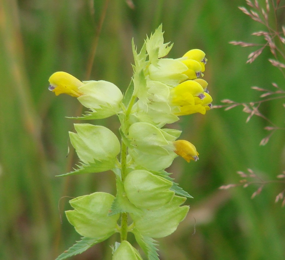 Изображение особи Rhinanthus vernalis.