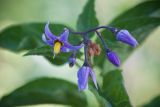 Solanum dulcamara