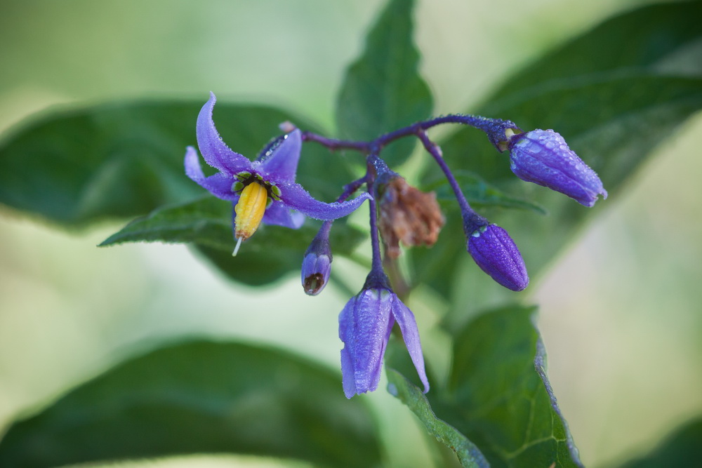 Изображение особи Solanum dulcamara.