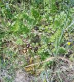 Ophrys speculum