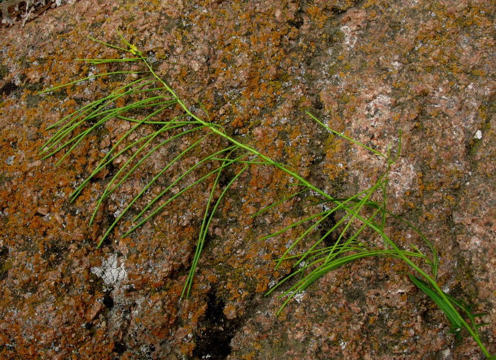 Image of Sisymbrium heteromallum specimen.