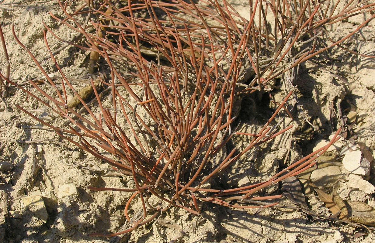 Image of Ephedra distachya specimen.