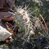 Opuntia rutila. Перезимовавший побег. Германия, г. Дюссельдорф, Ботанический сад университета. 02.03.2014.