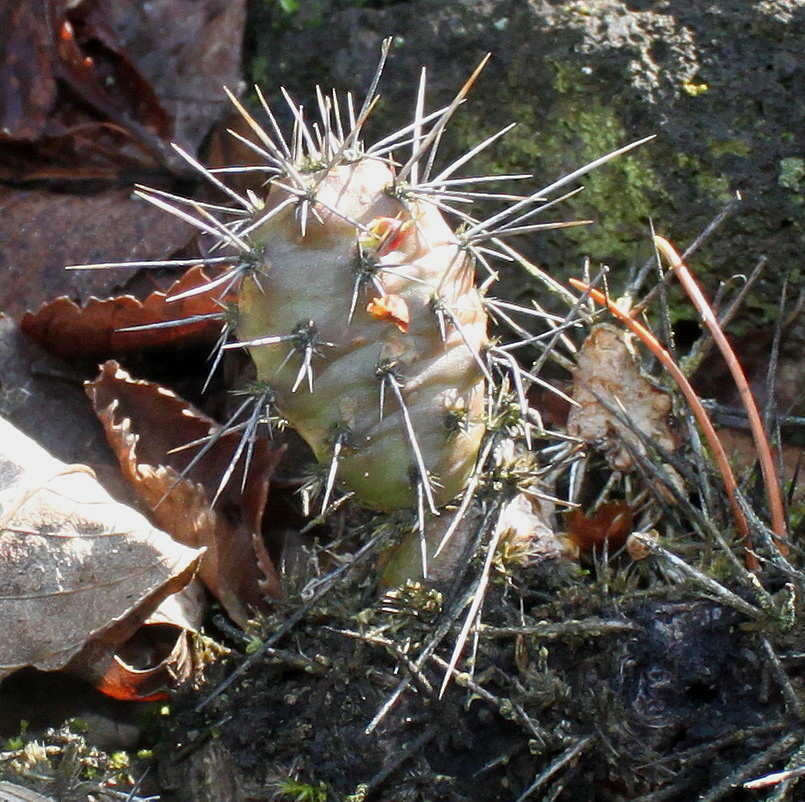 Изображение особи Opuntia rutila.