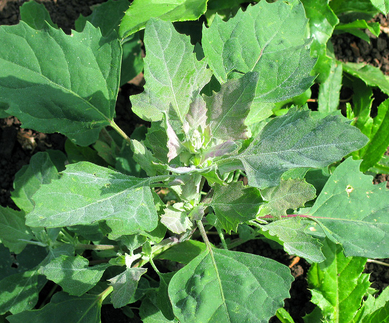 Image of Chenopodium album specimen.