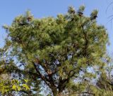 Pinus rigida
