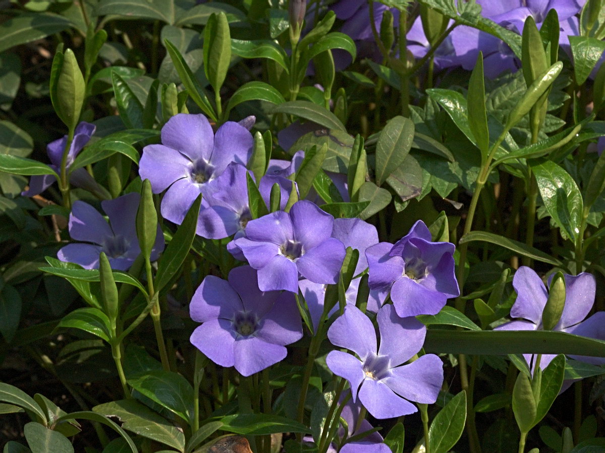 Image of Vinca minor specimen.