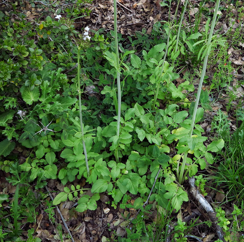 Image of Valeriana dioscoridis specimen.