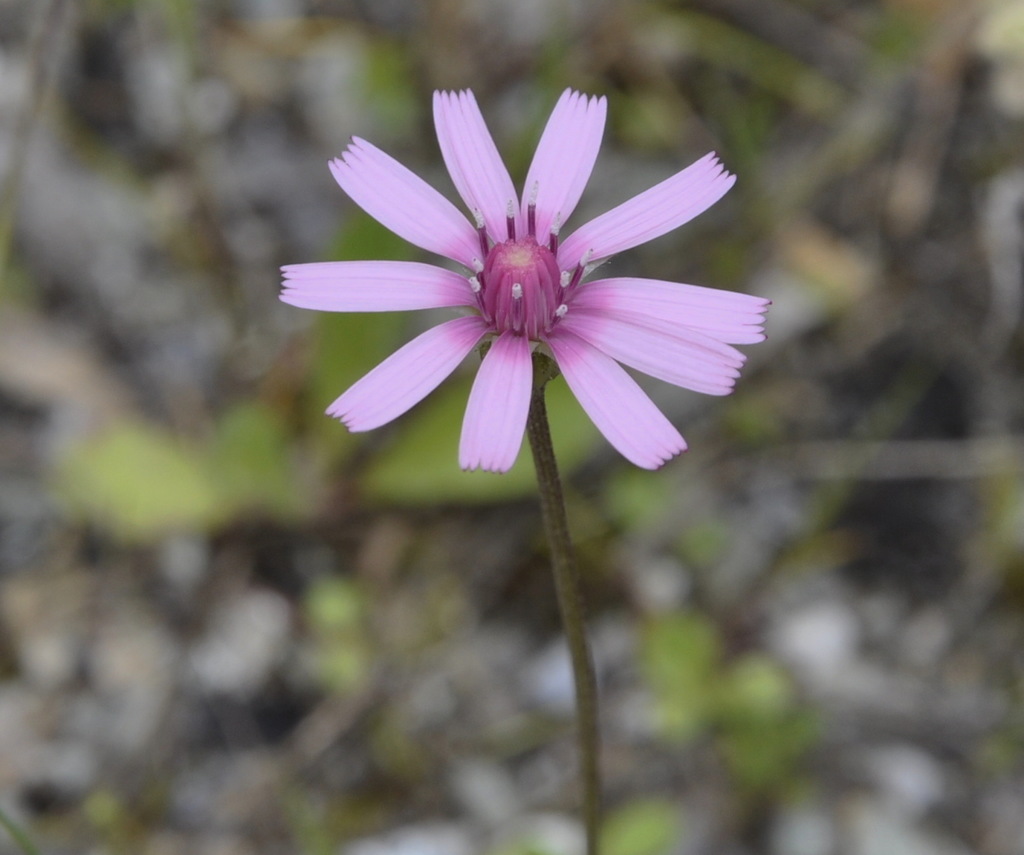 Изображение особи Crepis rubra.