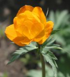 Trollius altaicus