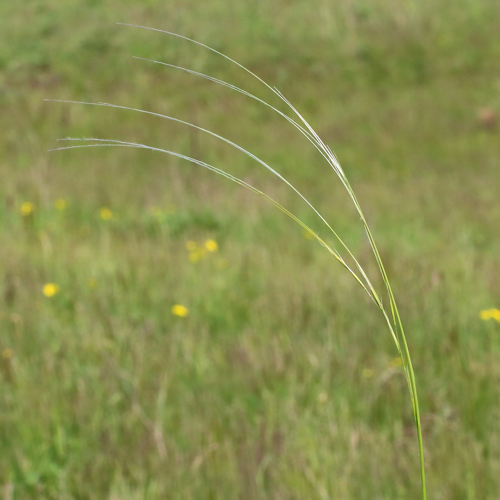 Image of Stipa lessingiana specimen.