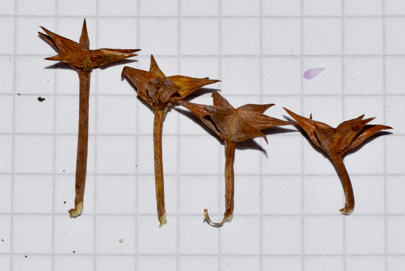 Image of Damasonium alisma specimen.