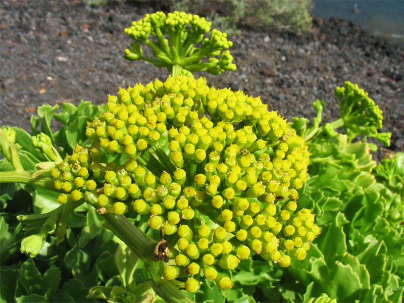 Image of Astydamia latifolia specimen.