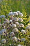 Erigeron acris