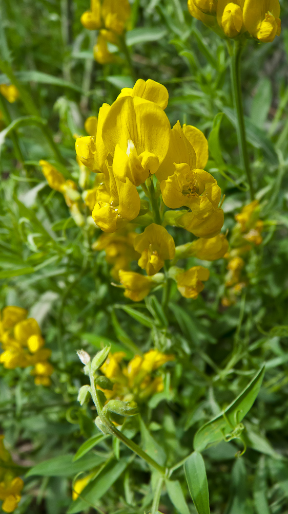 Image of Lathyrus pratensis specimen.