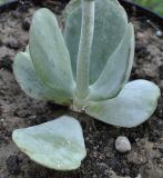 Cotyledon orbiculata