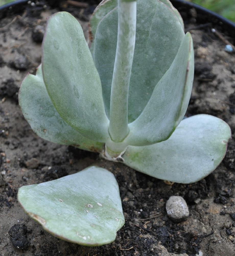 Image of Cotyledon orbiculata specimen.