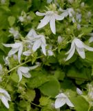 Campanula garganica. Верхняя часть соцветия ('Silberregen'). Германия, г. Дюссельдорф, Ботанический сад университета. 02.06.2014.