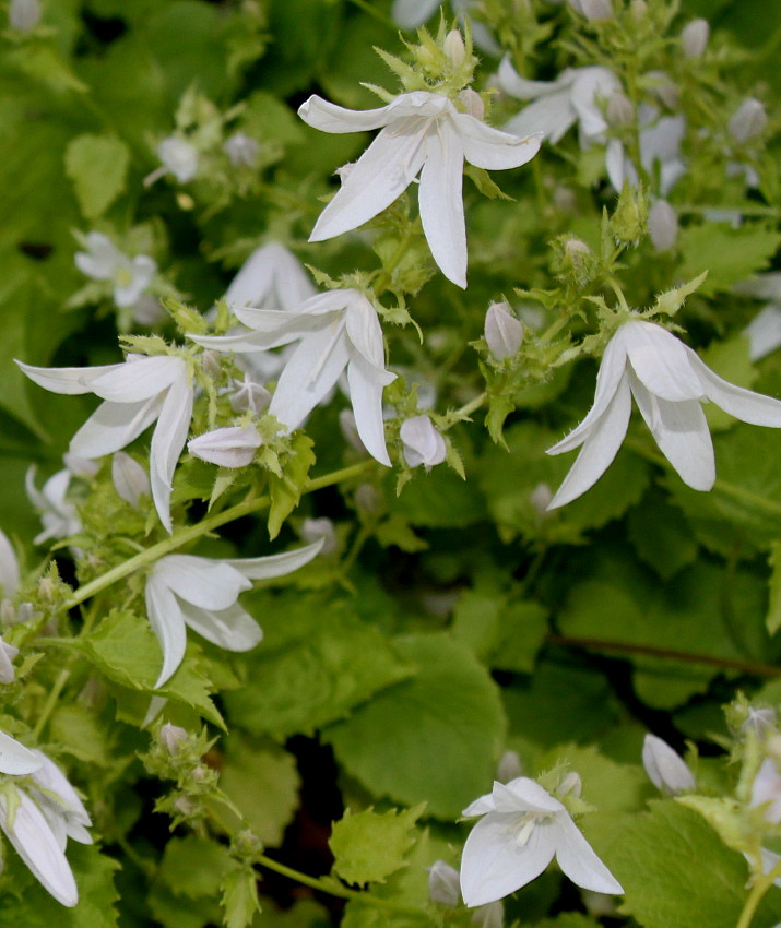 Изображение особи Campanula garganica.