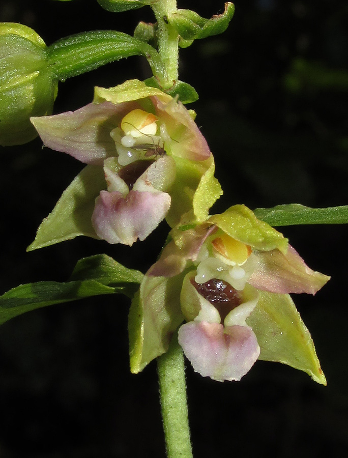 Изображение особи Epipactis helleborine.