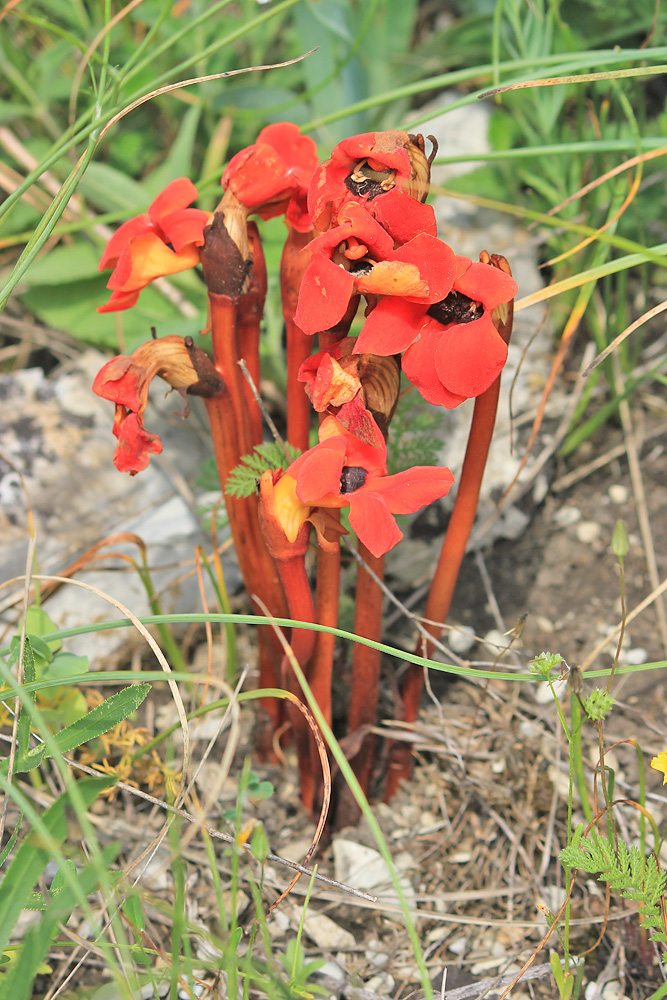 Image of Phelypaea coccinea specimen.