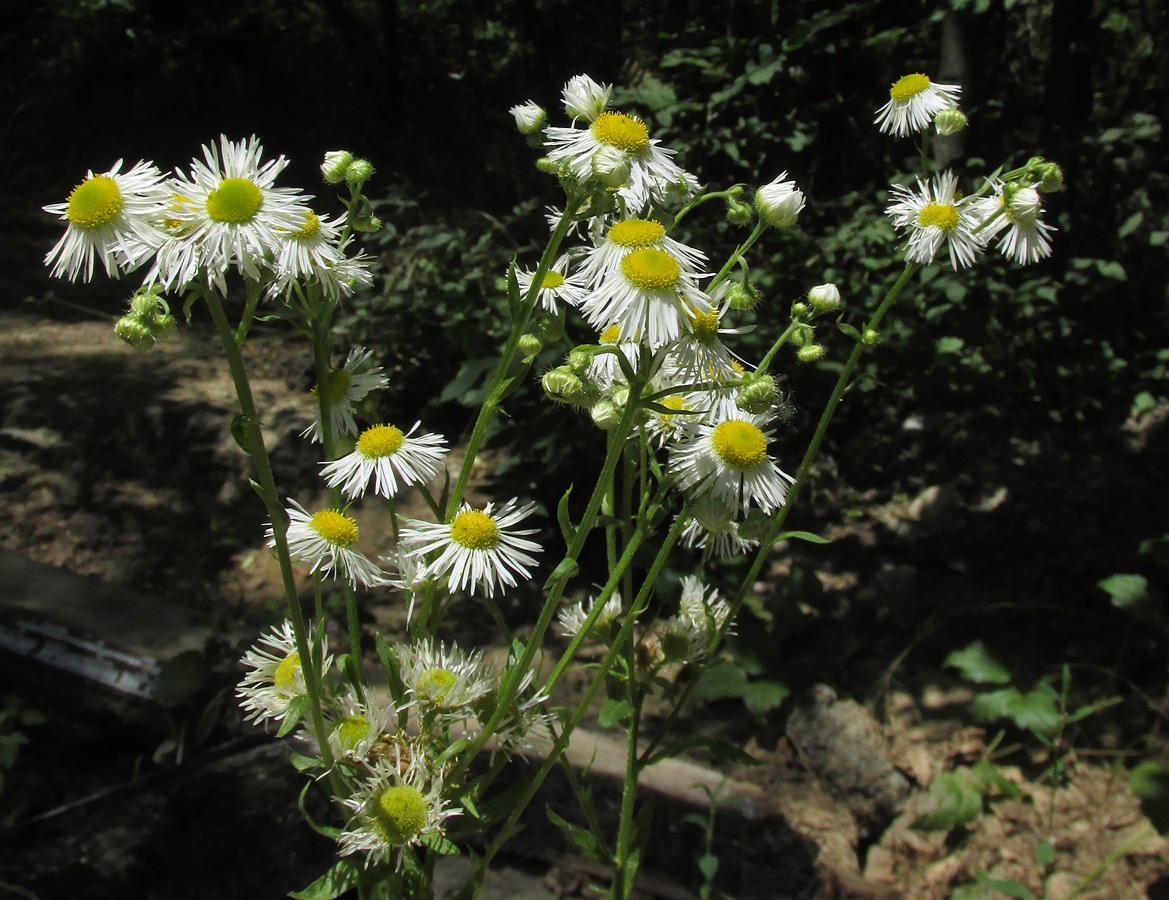 Изображение особи Erigeron annuus.