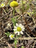 Anthemis dumetorum