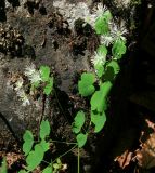 Thalictrum triternatum. Цветущее растение. Адыгея, Кавказский биосферный заповедник, долина р. Киша, пихтовый лес 1800 м н.у.м. 02.07.2014.