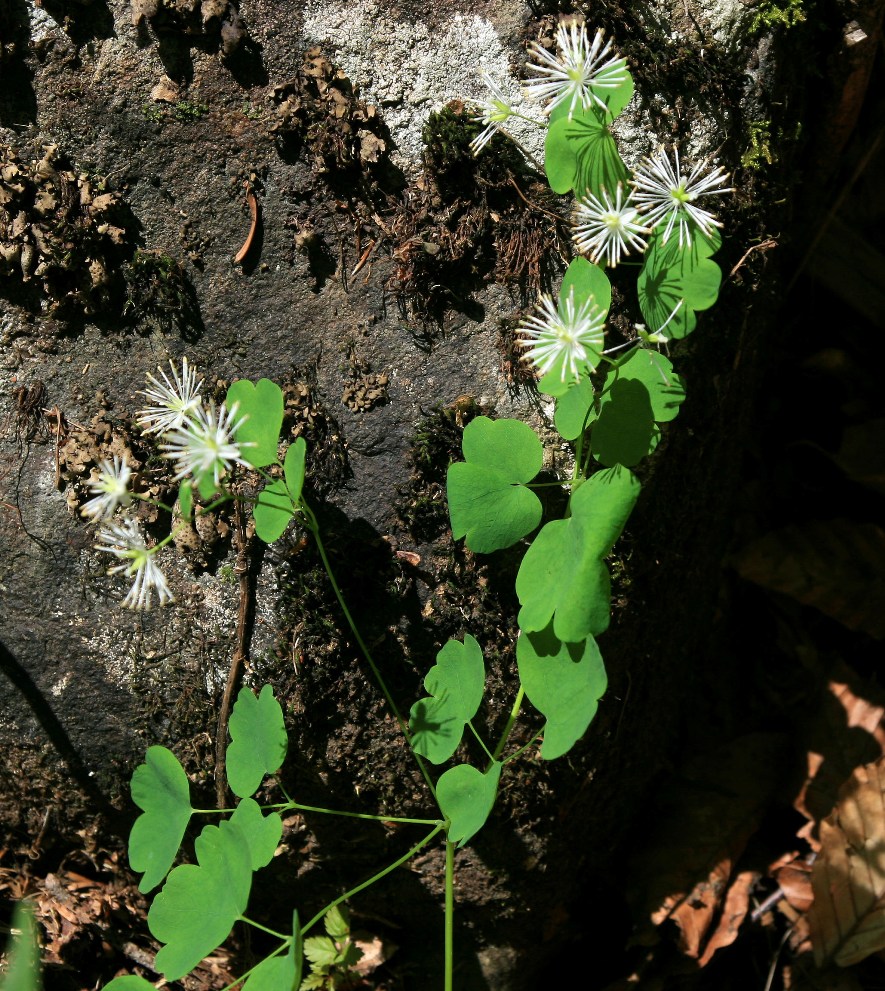 Изображение особи Thalictrum triternatum.