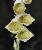 Digitalis grandiflora