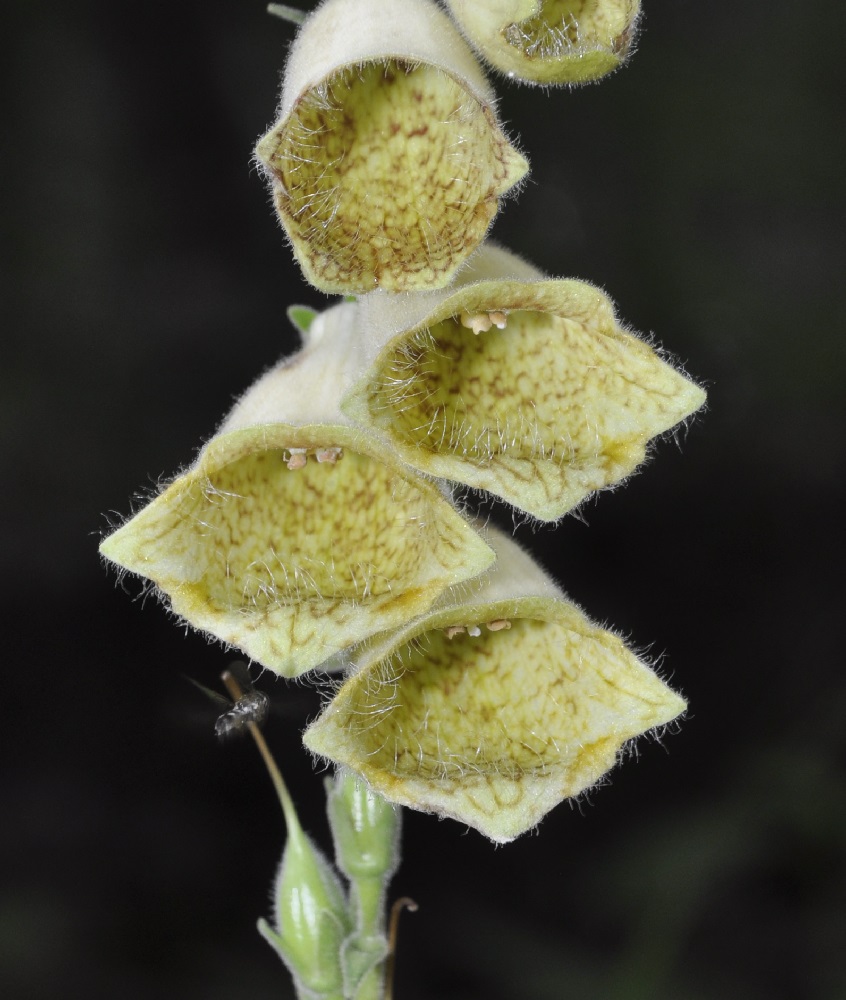 Image of Digitalis grandiflora specimen.