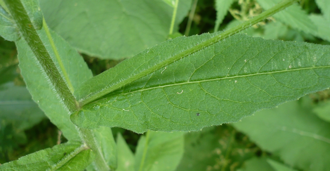 Image of Arabis pendula specimen.