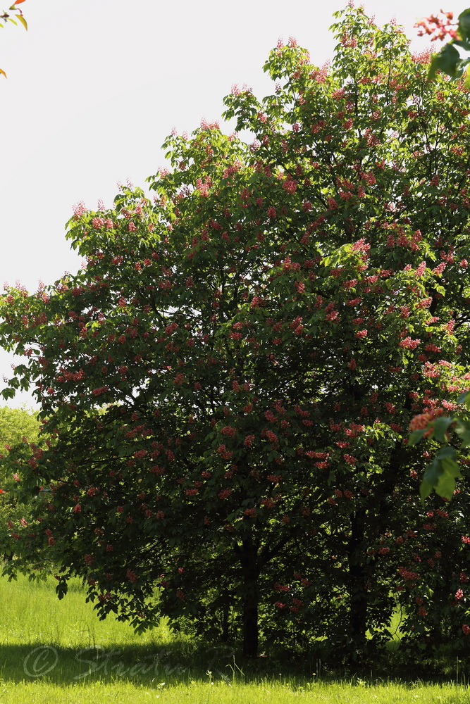 Изображение особи Aesculus &times; carnea.