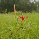 Lilium callosum