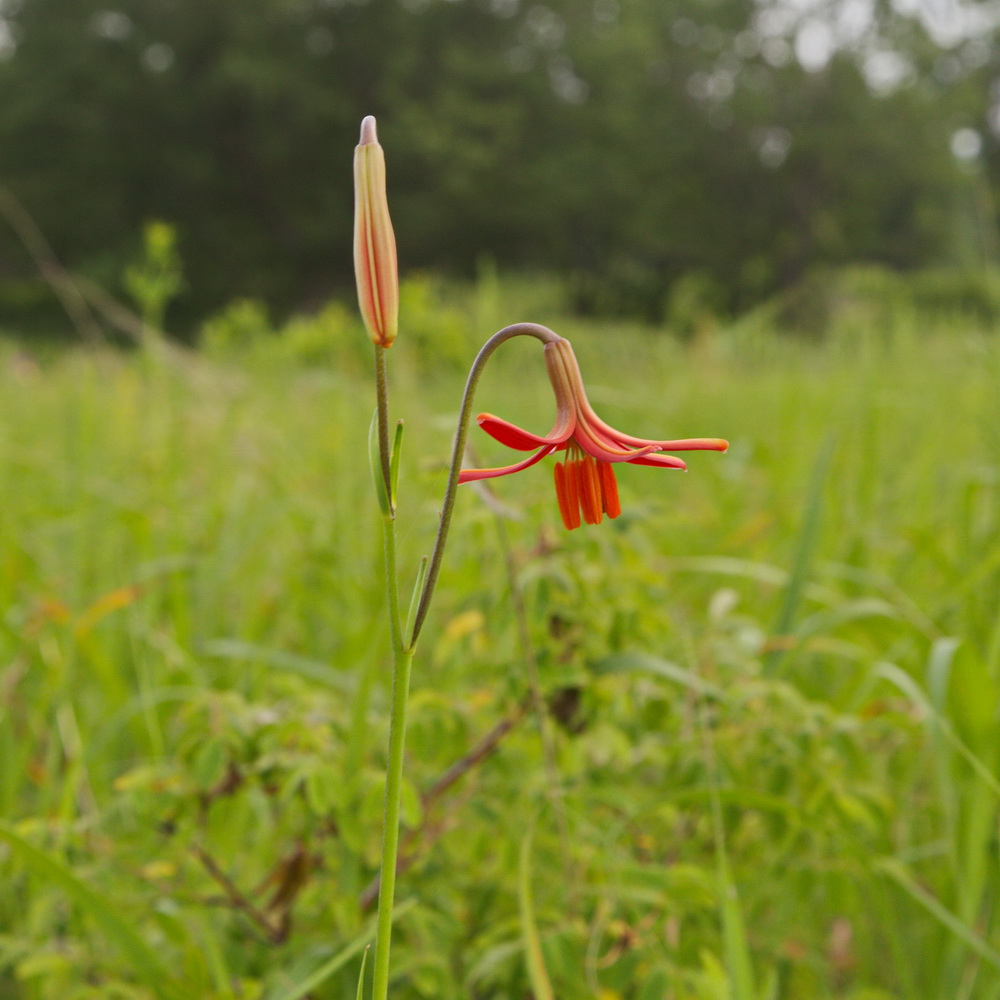 Изображение особи Lilium callosum.